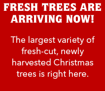 Fresh trees are arriving now!