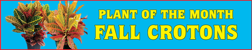 Plant of the Month