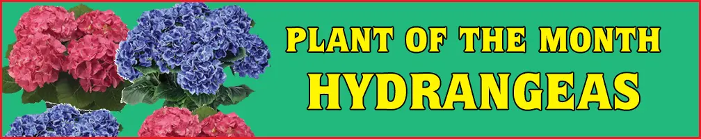 Plant of the Month