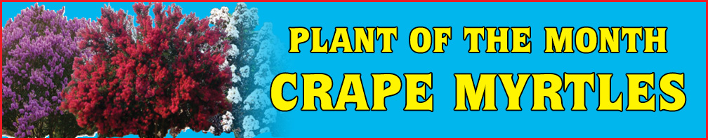 Plant of the Month
